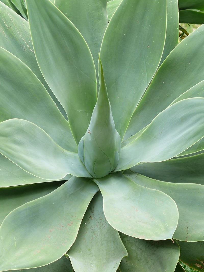 Agave Succulent
