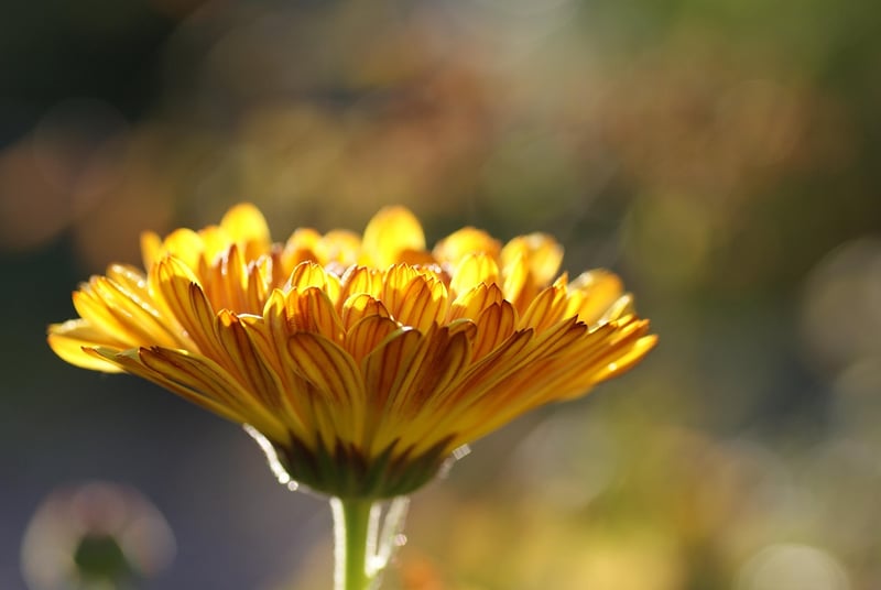 Marigold