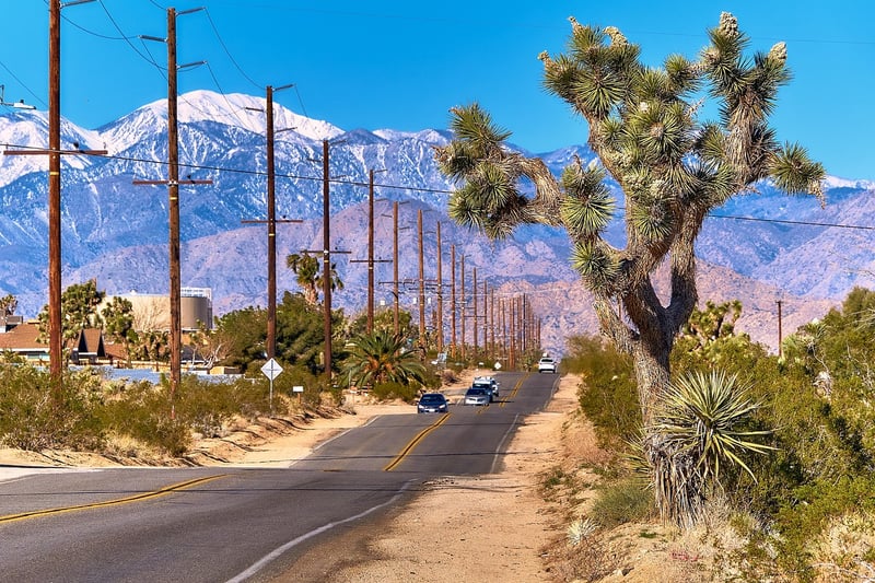 Yucca Plant